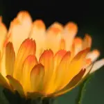 Calendula officinalis 'Oopsy Daisy' -19955