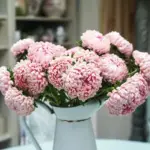 Callistephus chinensis 'Tower Chamois Apricot' -19967