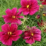 Cosmos bipinnatus 'Fandango' -19902