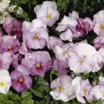 Viola wittrockiana 'F1 Inspire Lilac Shades' -0