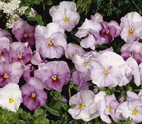 Viola wittrockiana 'F1 Inspire Lilac Shades' -0
