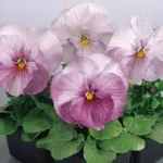 Viola wittrockiana 'F1 Inspire Lilac Shades' -19939