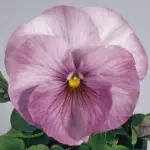 Viola wittrockiana 'F1 Inspire Lilac Shades' -19938