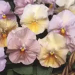 'Inspire Peach Shades' produce large flowers in beautiful shades.