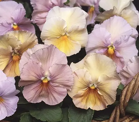 'Inspire Peach Shades' produce large flowers in beautiful shades.