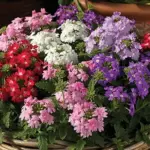 Verbena hybrida 'Obsession Pastel Mixed' is a beautiful pastel mixture of this exquisite series.