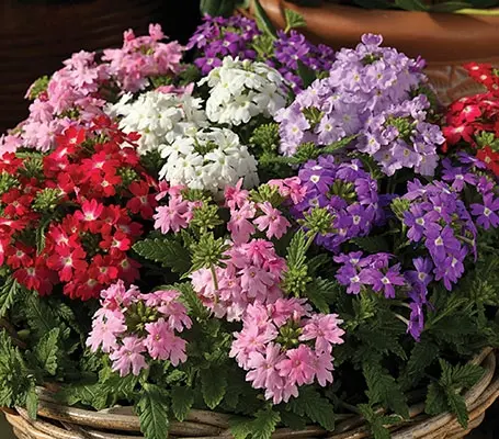 Verbena hybrida 'Obsession Pastel Mixed' is a beautiful pastel mixture of this exquisite series.