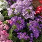 Bred to be earlier to flower, the buds open to reveal showy clusters of star-shaped flowers