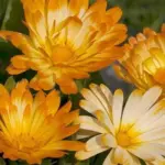 Calendula officinalis 'Oopsy Daisy' -0
