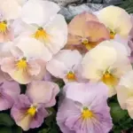 Rose pink, apricot, honey, and cream with slight ruffling and occasional dramatic blotches.