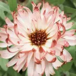 Calendula officinalis 'Touch of Red' Buff -19884