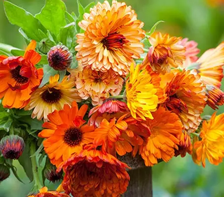 'Touch of Red' contains the three colours in the series, Buff, Orange and Yellow,