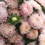 Callistephus chinensis 'Tower Chamois Apricot' -0