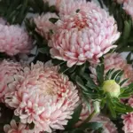 Callistephus chinensis 'Tower Chamois Apricot' -19969