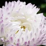 Callistephus chinensis 'Tower, Quartz Silver Rose' -19977