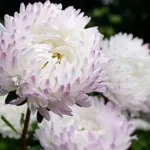 Callistephus chinensis 'Tower, Quartz Silver Rose' -0