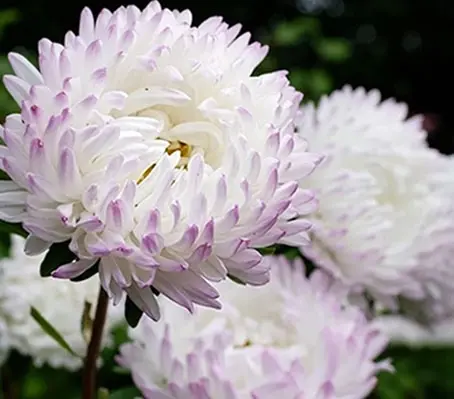 Callistephus chinensis 'Tower, Quartz Silver Rose' -0