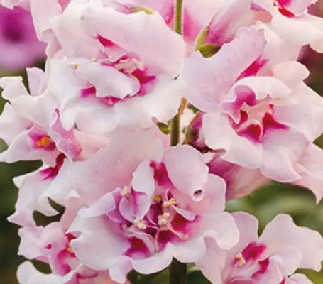 A new introduction for 2025 - Antirrhinum majus 'F1 Twinny Orchid' is simply beautiful.