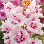 Large, double azalea flowered blooms that jostle one another