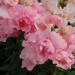 Large, double azalea flowered blooms jostle one another for space