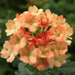 Verbena hybrida 'Obsession F1 Apricot'-19908