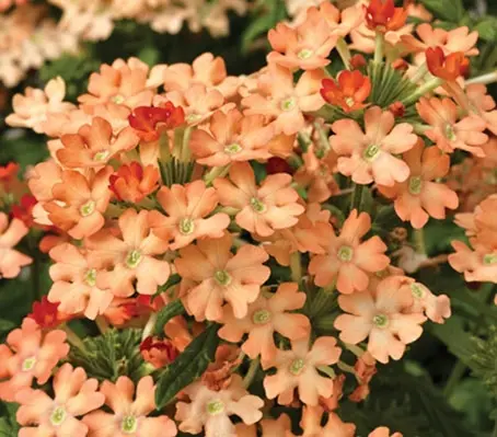 Verbena hybrida 'Obsession F1 Apricot'-0
