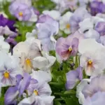 Viola wittrockiana 'F1 Inspire Lavender Pink' -0