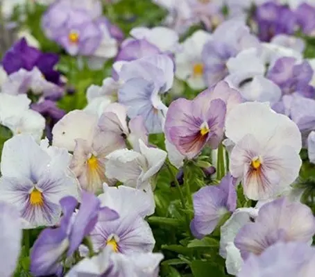 Viola wittrockiana 'F1 Inspire Lavender Pink' -0