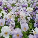 Viola wittrockiana 'F1 Inspire Lavender Pink' -19951