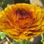 They are perfect for cut flowers, harvest when blooms are partially open