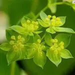 Bupleurum rotundifolium 'Green Gold'-19995