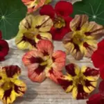 Dramatic shades of dark red, coral red, cream, and unique bicolours.