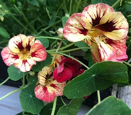 A throwback to the highly decorative nasturtiums at the turn of the 20th century.