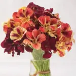 They make a melodramatic scene in the flower bed, container or vase.