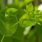 Bupleurum rotundifolium 'Green Gold'-19996