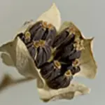 Bupleurum rotundifolium 'Green Gold'-19997