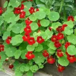 It thrives in poor soil, tumbling from containers or garden beds with easy charm.