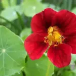 Tropaeolum majus 'Fiery Festival' is a trailing nasturtium variety that can extend up to 150cm