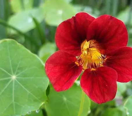 Tropaeolum majus 'Fiery Festival' is a trailing nasturtium variety that can extend up to 150cm