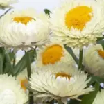 Frosted Sulphur is the colour of fresh buttermilk, soft ivory with a hint of cream.