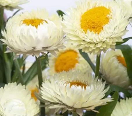 Frosted Sulphur is the colour of fresh buttermilk, soft ivory with a hint of cream.