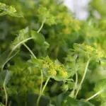 Bupleurum rotundifolium 'Green Gold'-0