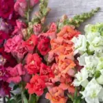 Antirrhinum majus 'F1 Madame Butterfly Red' -20024