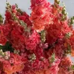 Antirrhinum majus 'F1 Madame Butterfly Bronze' -0