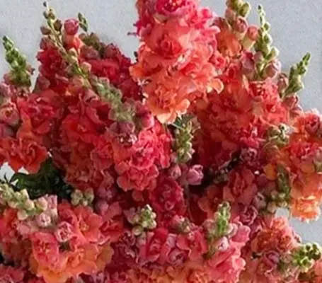 Antirrhinum majus 'F1 Madame Butterfly Bronze' -0