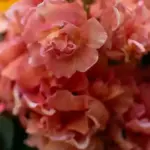 Vintage, rich apricot blooms, very sought after and right on trend.