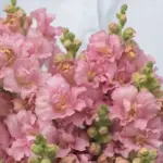 In the absolute perfect shade of soft warm mid pink