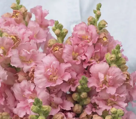 In the absolute perfect shade of soft warm mid pink