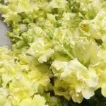 Antirrhinum majus 'F1 Madame Butterfly Yellow' -20035