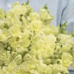 Antirrhinum majus 'F1 Madame Butterfly Yellow' -0